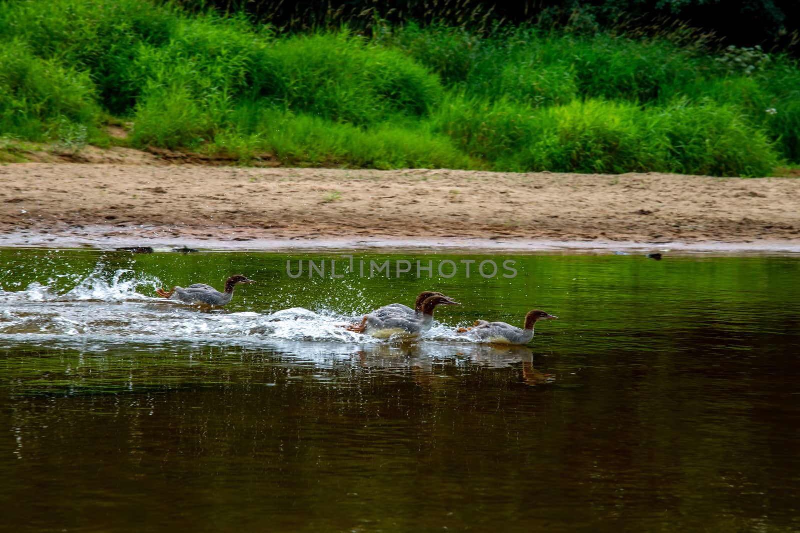Ducks swimming in the river in Latvia by fotorobs