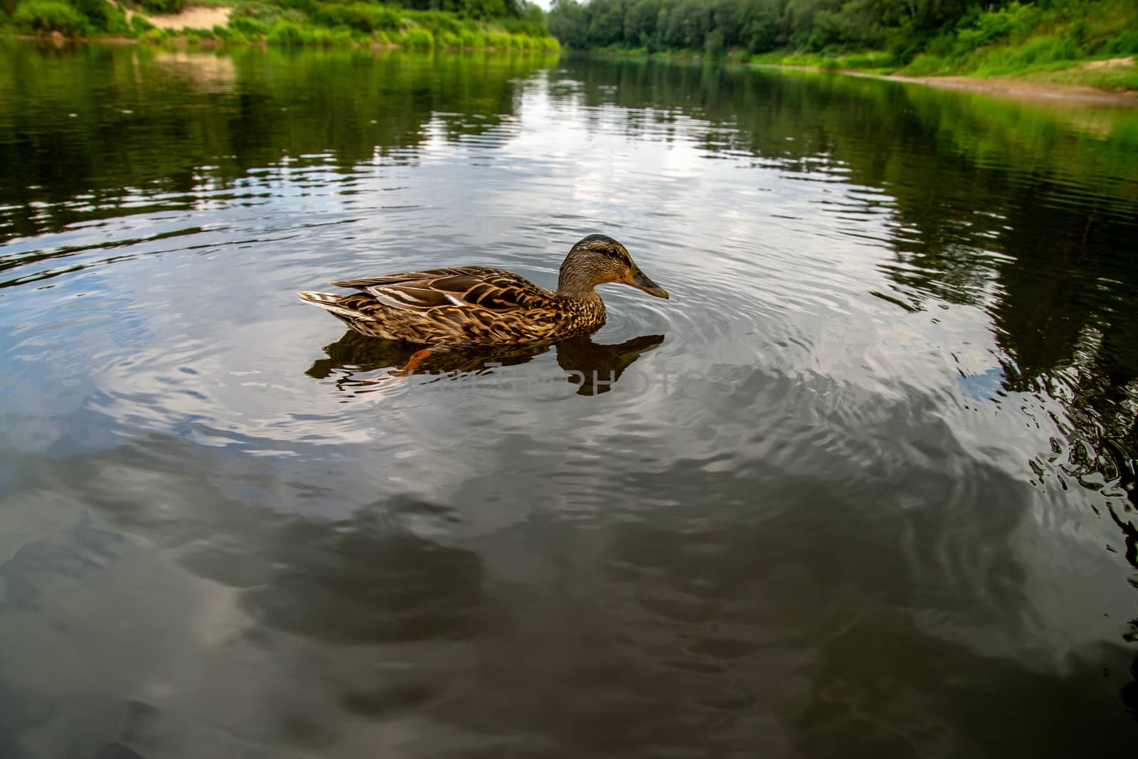 Duck swimming in the river Gauja. Duck on coast of river Gauja in Latvia. Duck is a waterbird with a broad blunt bill, short legs, webbed feet, and a waddling gait.
