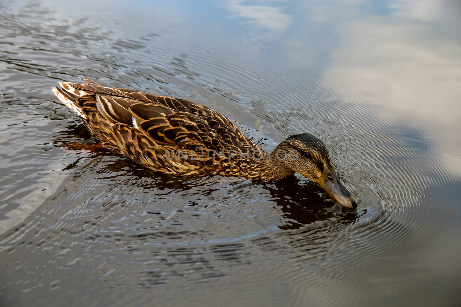 Duck swimming in the river Gauja. Duck on coast of river Gauja in Latvia. Duck is a waterbird with a broad blunt bill, short legs, webbed feet, and a waddling gait.