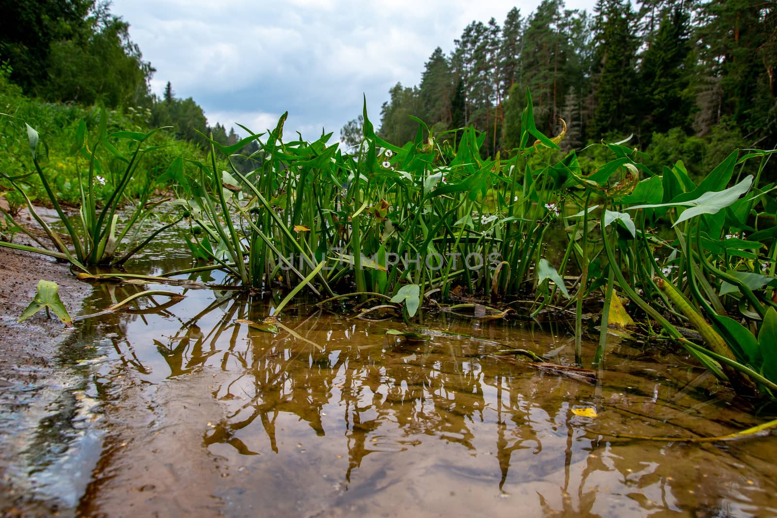 The river shore is overgrown with grass and water plants. in Latvia. The Gauja is the longest river in Latvia, which is located only in the territory of Latvia. 

