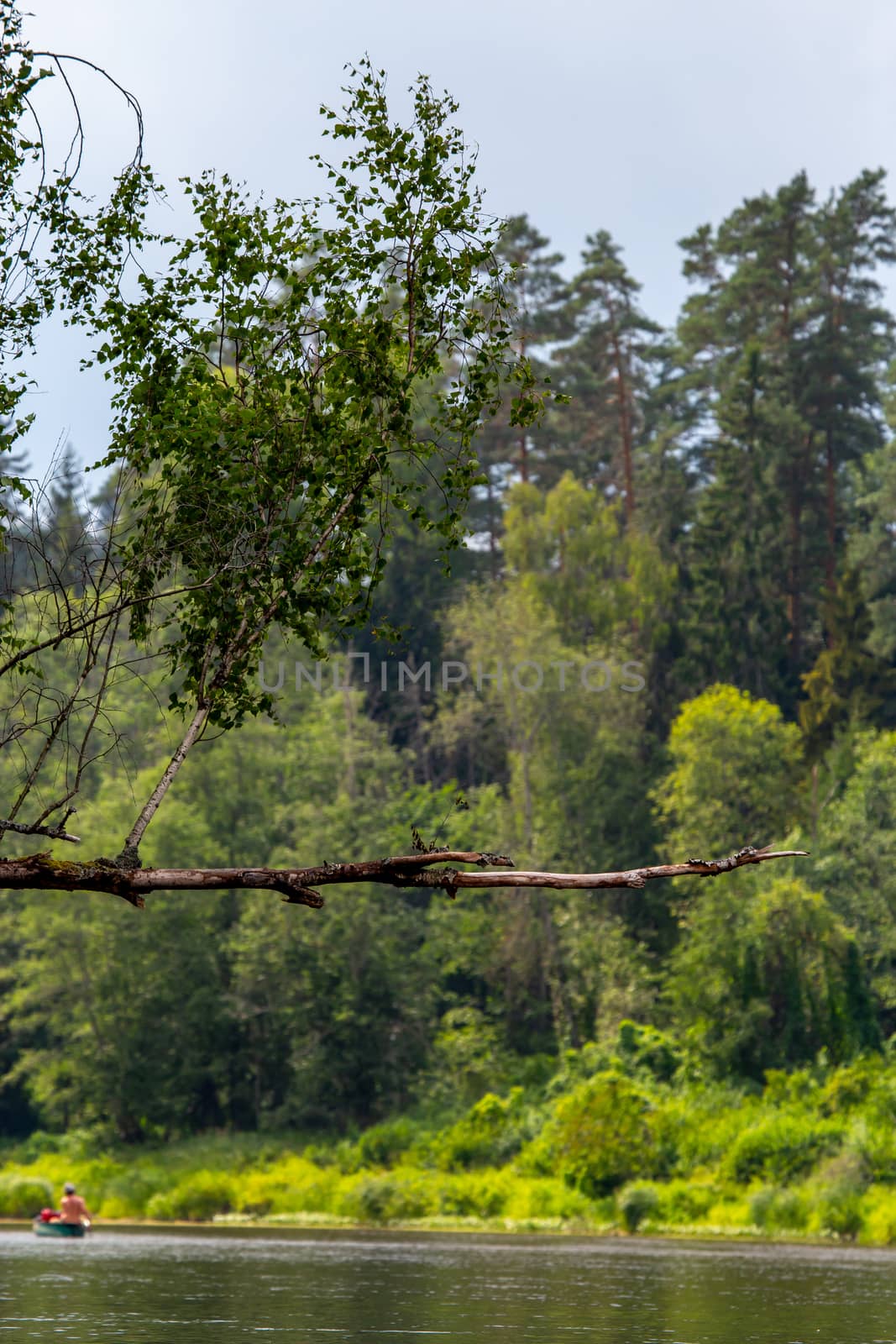 Forest with a dead and broken birch tree over the river in Latvia. The Gauja is the longest river in Latvia, which is located only in the territory of Latvia. 

