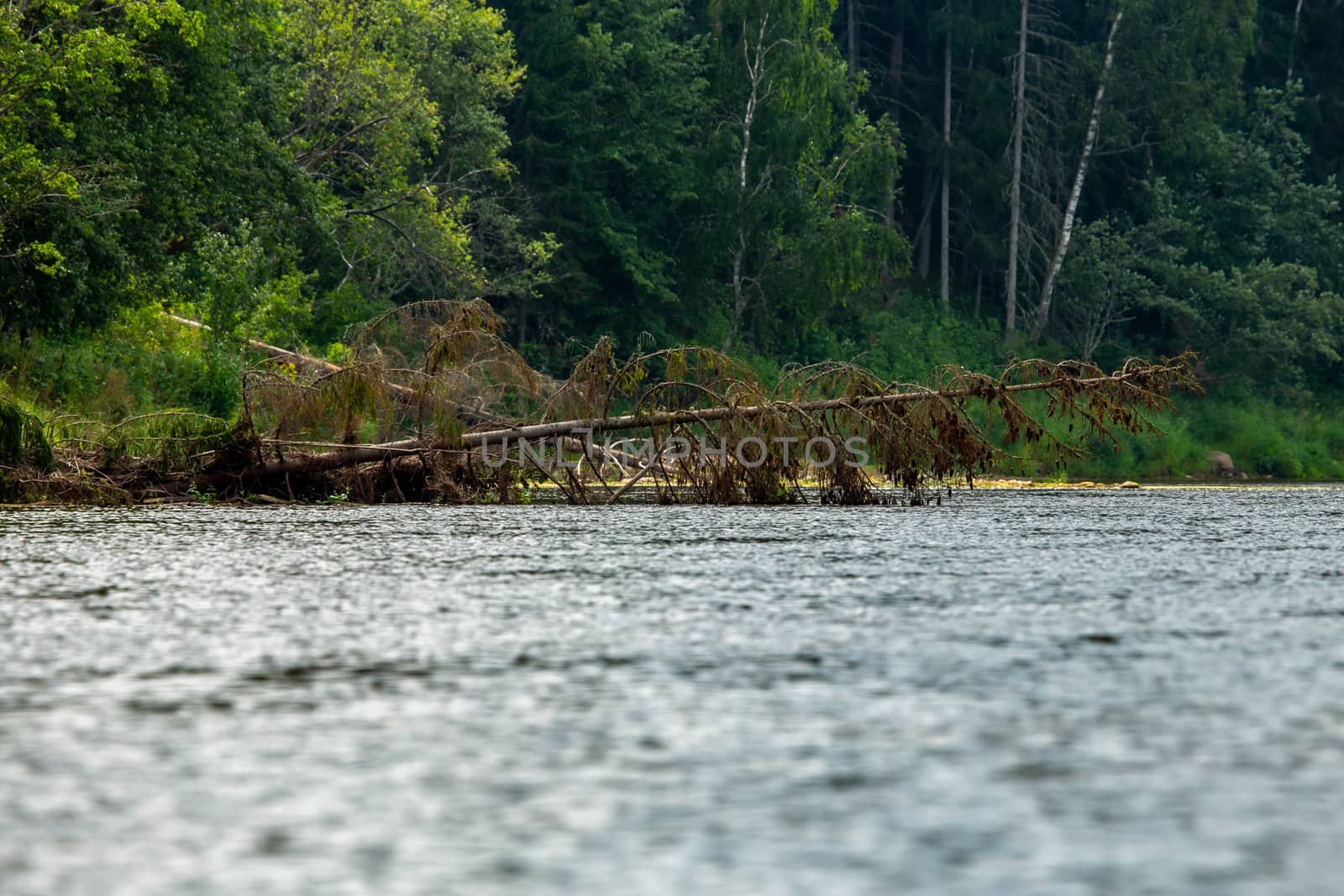 Forest with a dead and broken spruce tree on the river shore in Latvia. The Gauja is the longest river in Latvia, which is located only in the territory of Latvia. 

