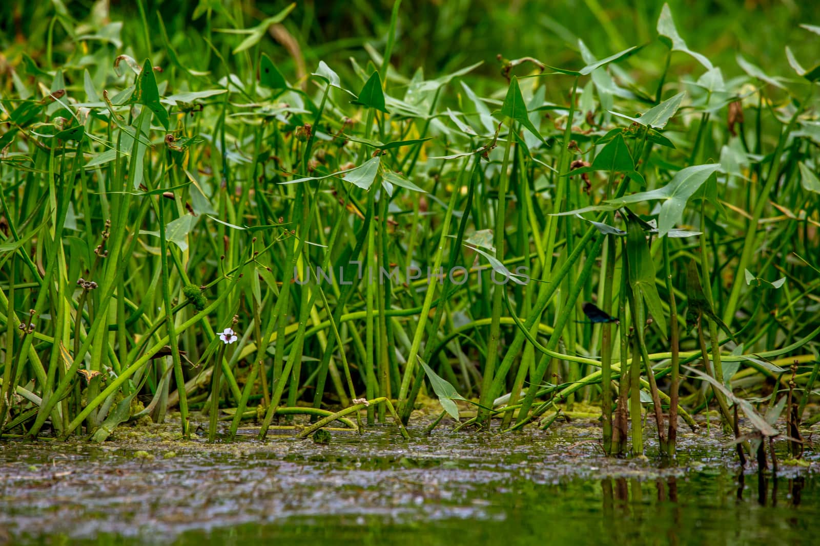 Green grass and water plants on river coast. by fotorobs