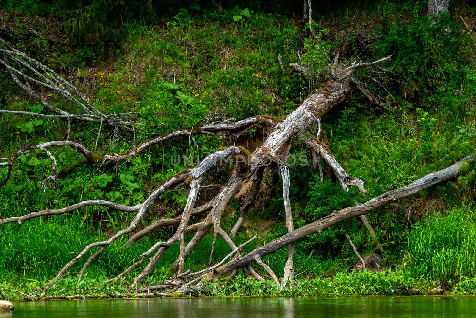 Forest with a dead and broken tree on the river shore in Latvia. The Gauja is the longest river in Latvia, which is located only in the territory of Latvia. 
