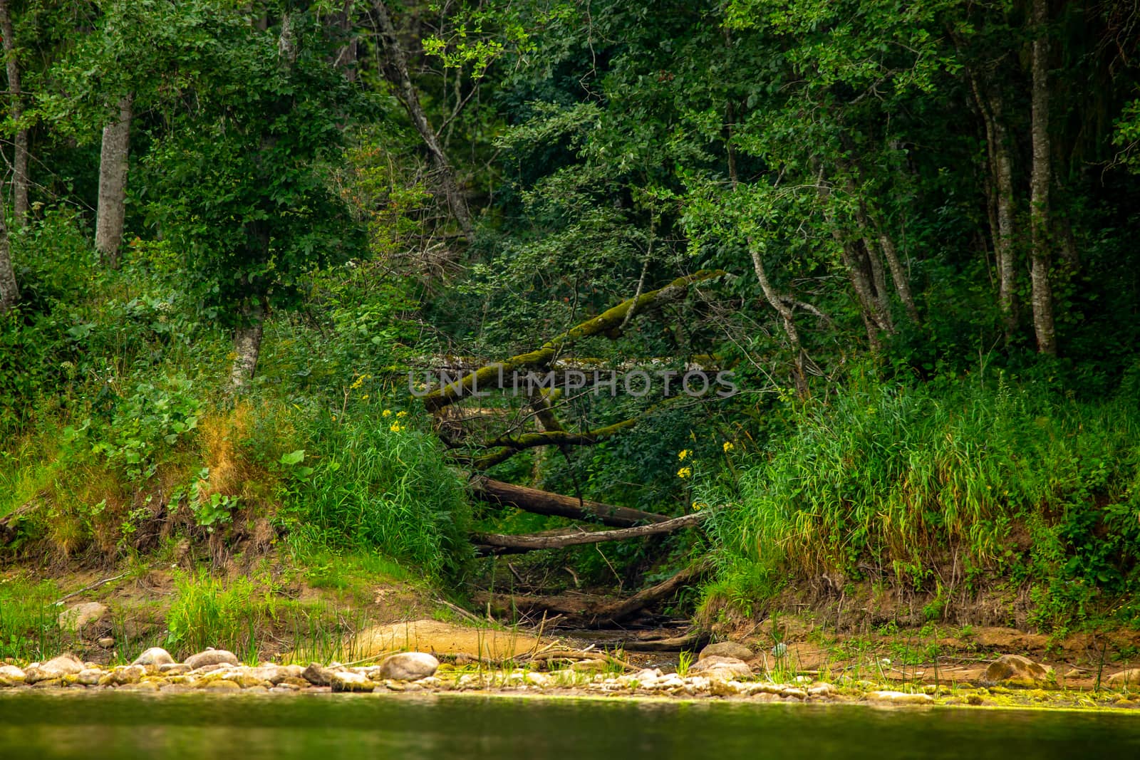 Landscape with forest on the river bank. by fotorobs