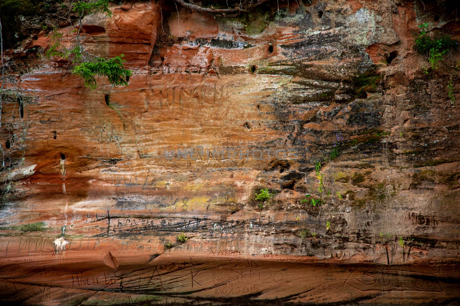 Closeup of sandstone cliff formation near the river Gauja in Latvia. Sedimentary rock consisting of sand or quartz grains cemented together.