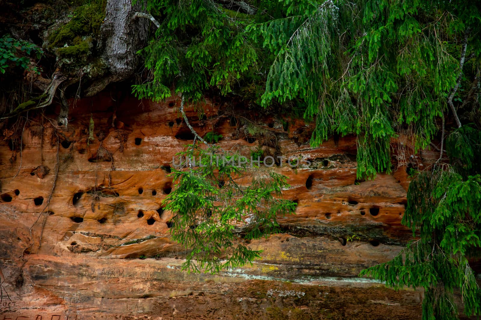 Closeup of sandstone cliffs and trees near the river Gauja in Latvia. Sedimentary rock consisting of sand or quartz grains cemented together.