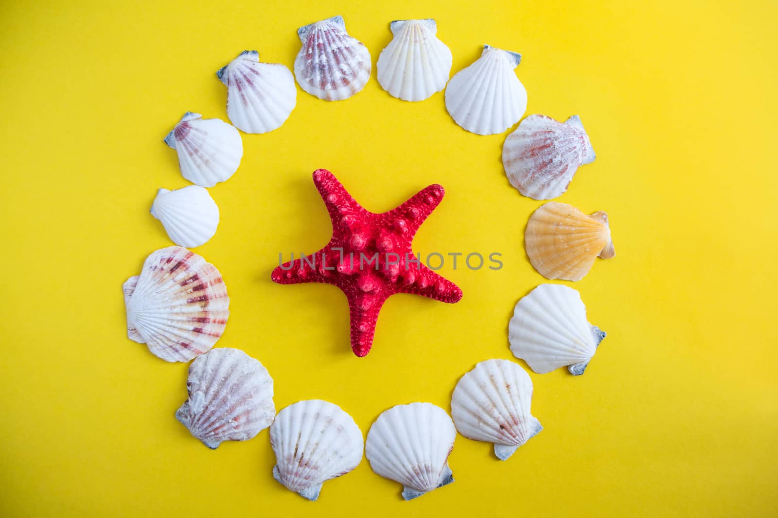 White seashells and red starfish on yellow background