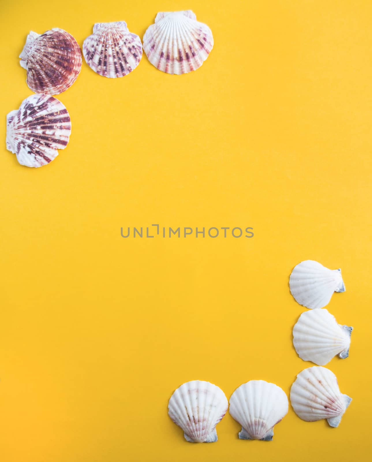 Seashells in the corners of the yellow background like a beach