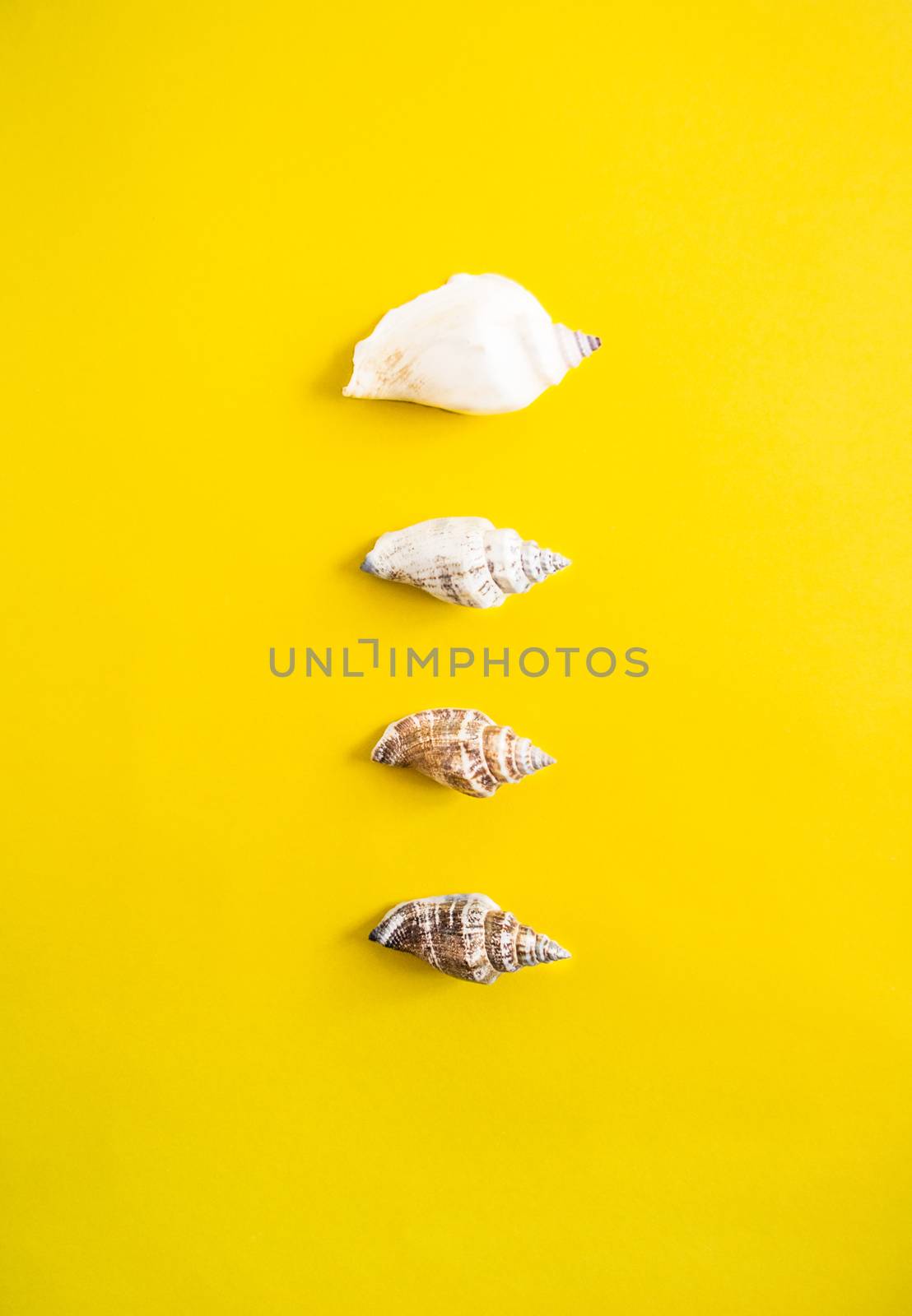 Vertical line of different size of seashells on yellow background