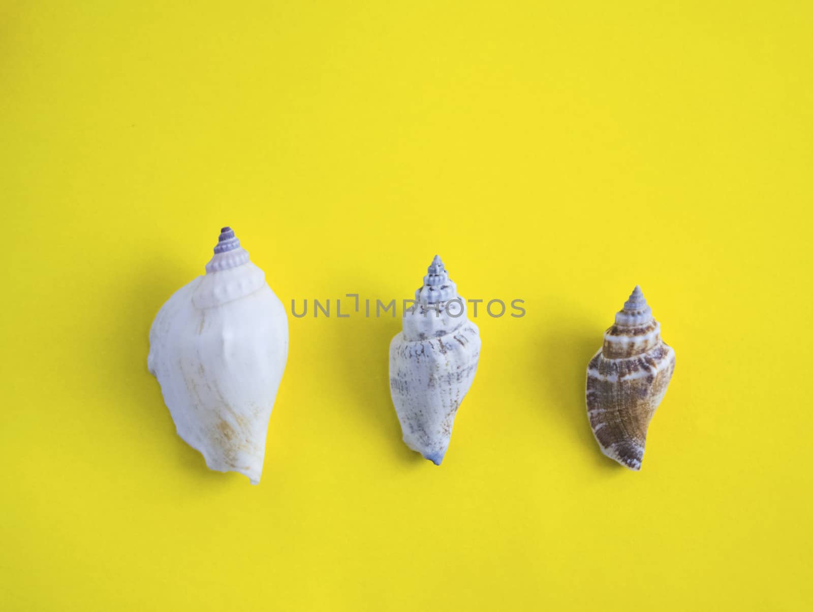 Horizontal line of different size of seashells on yellow background