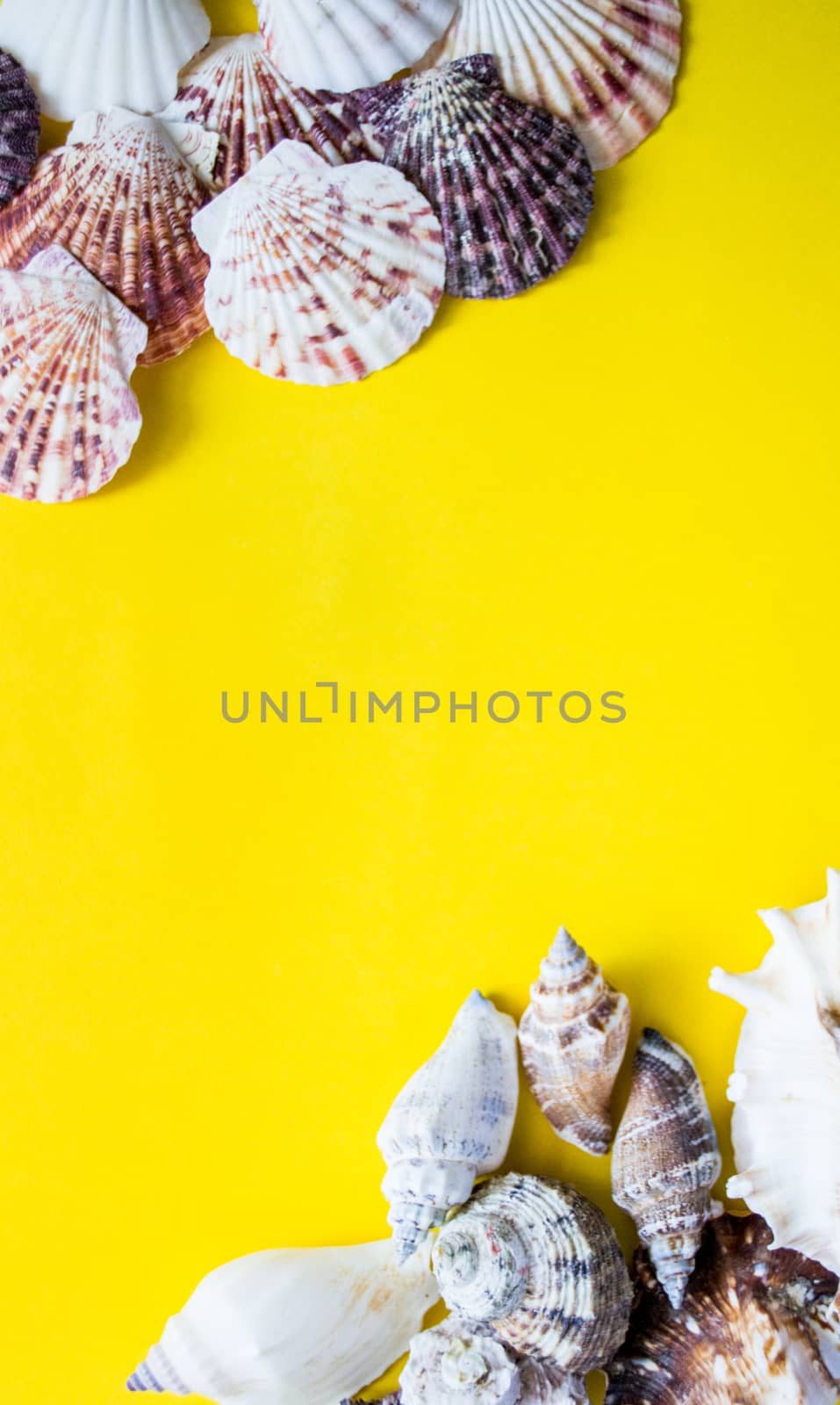 Different type of seashells in the corners of the yellow background