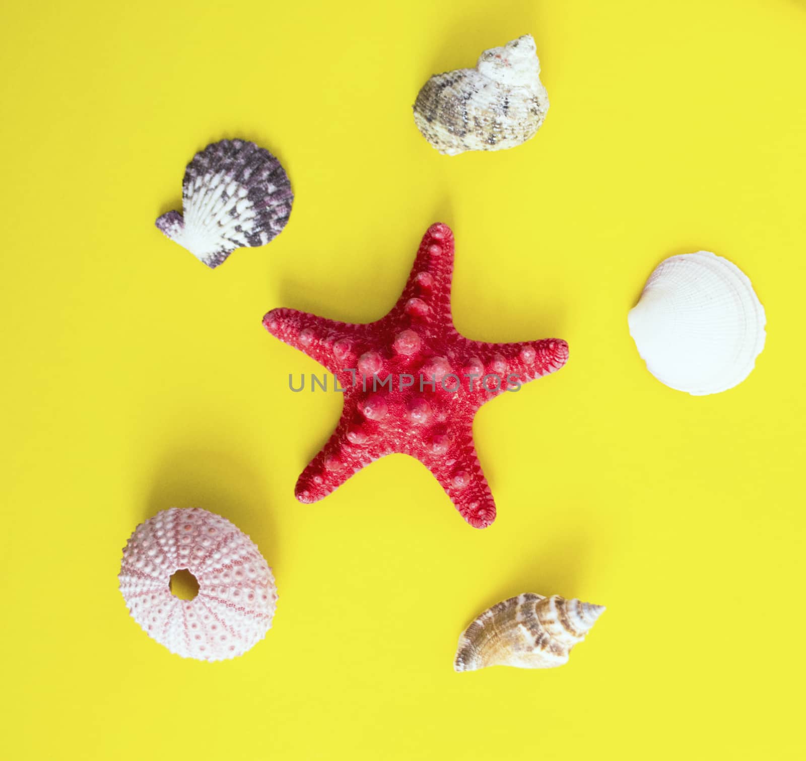 Red starfish and white seashells on yellow background like on the beach
