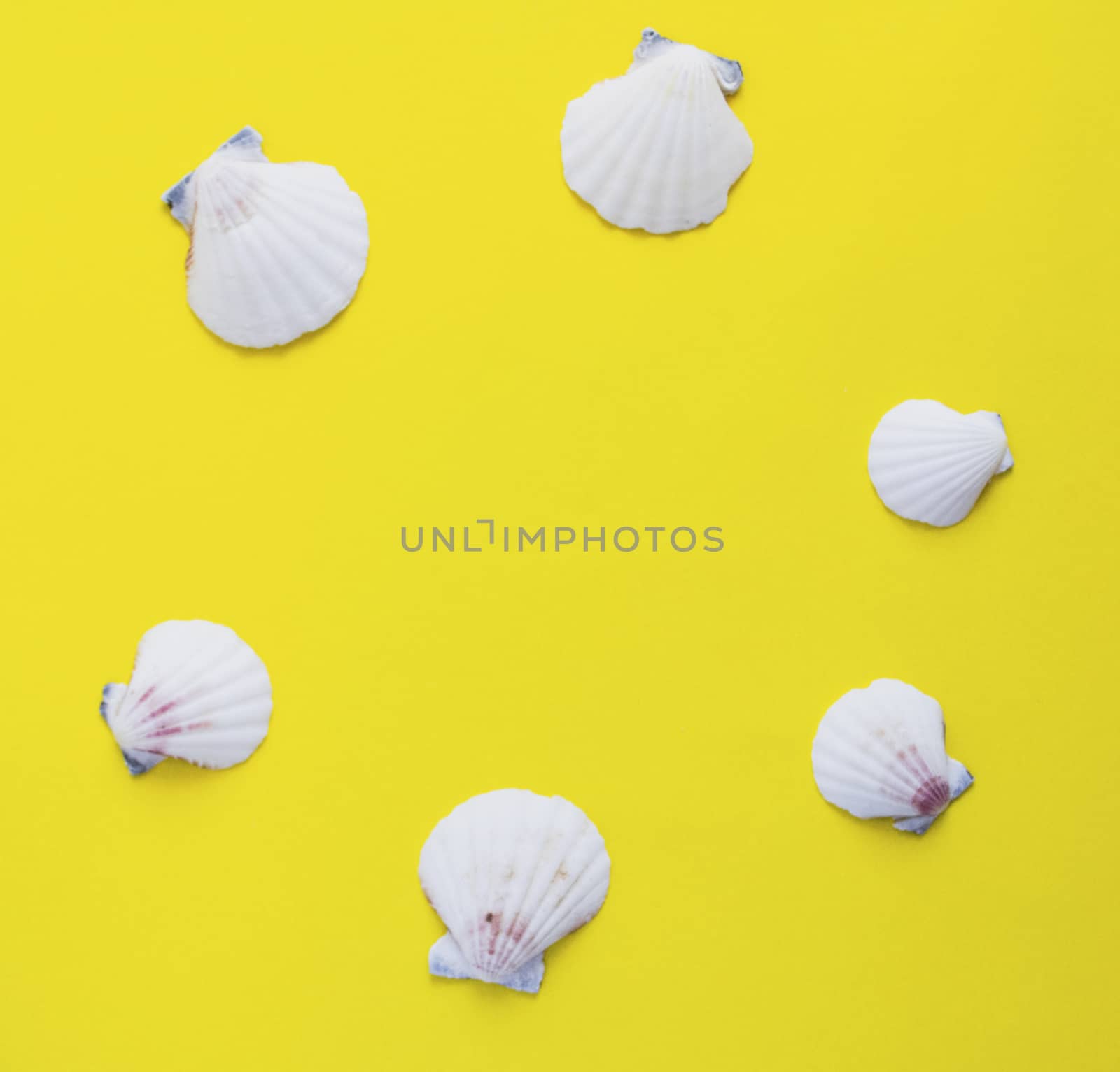 Circle of white seashells on yellow background like vacation