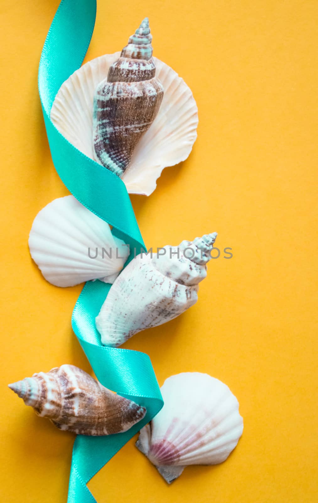 Seashells with light blue ribbon on yellow background like a postcard