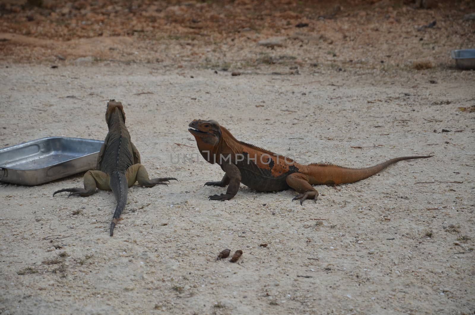 Two brown iguanas at feeding time in the reserve Fauna of the Caribbean by claire_lucia