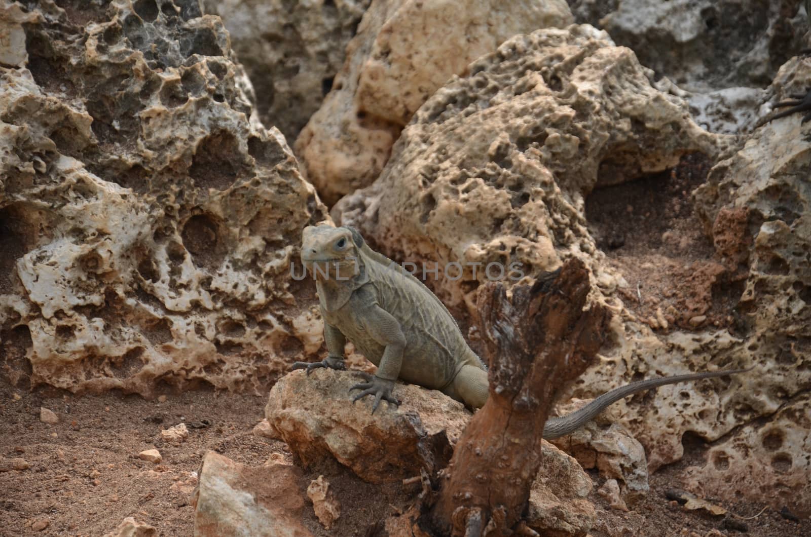 Brown iguanas sitting on the rocks. Fauna Of The Caribbean.