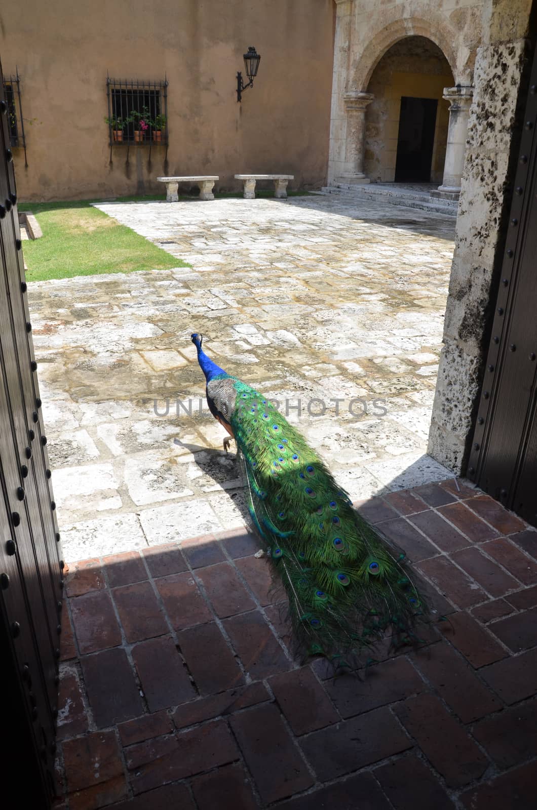 Beautiful peacock with folded tail walks in the yard.