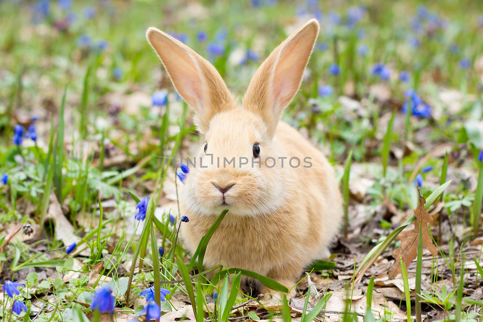 a glade of blue spring flowers with a little fluffy red rabbit, an Easter bunny, a hare on a meadow