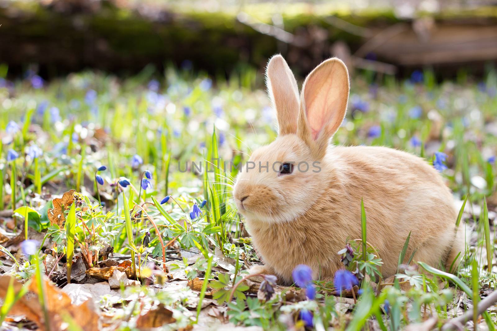 a glade of blue spring flowers with a little fluffy red rabbit, an Easter bunny, a hare on a meadow