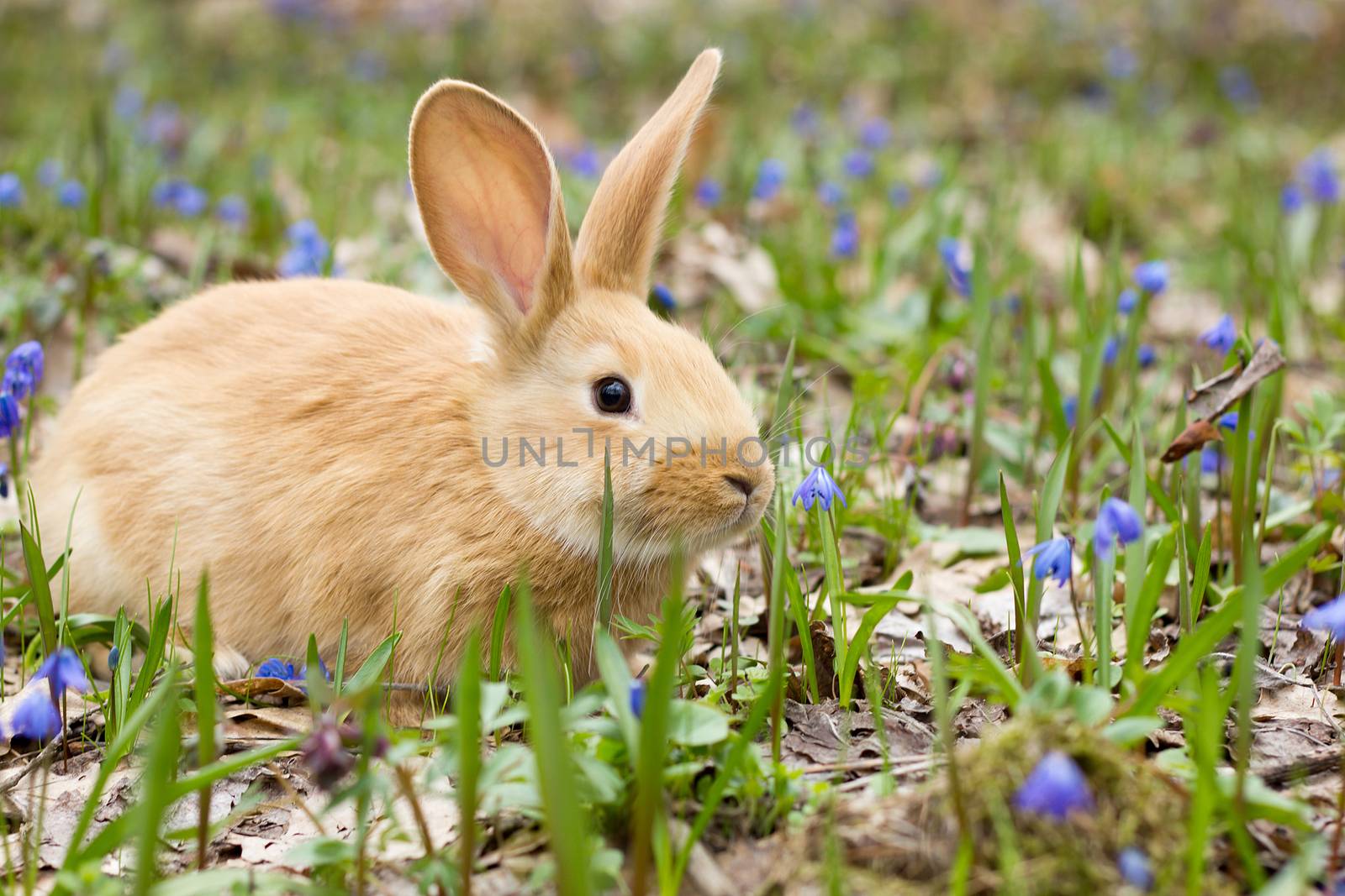 a glade of blue spring flowers with a little fluffy red rabbit, an Easter bunny, a hare on a meadow