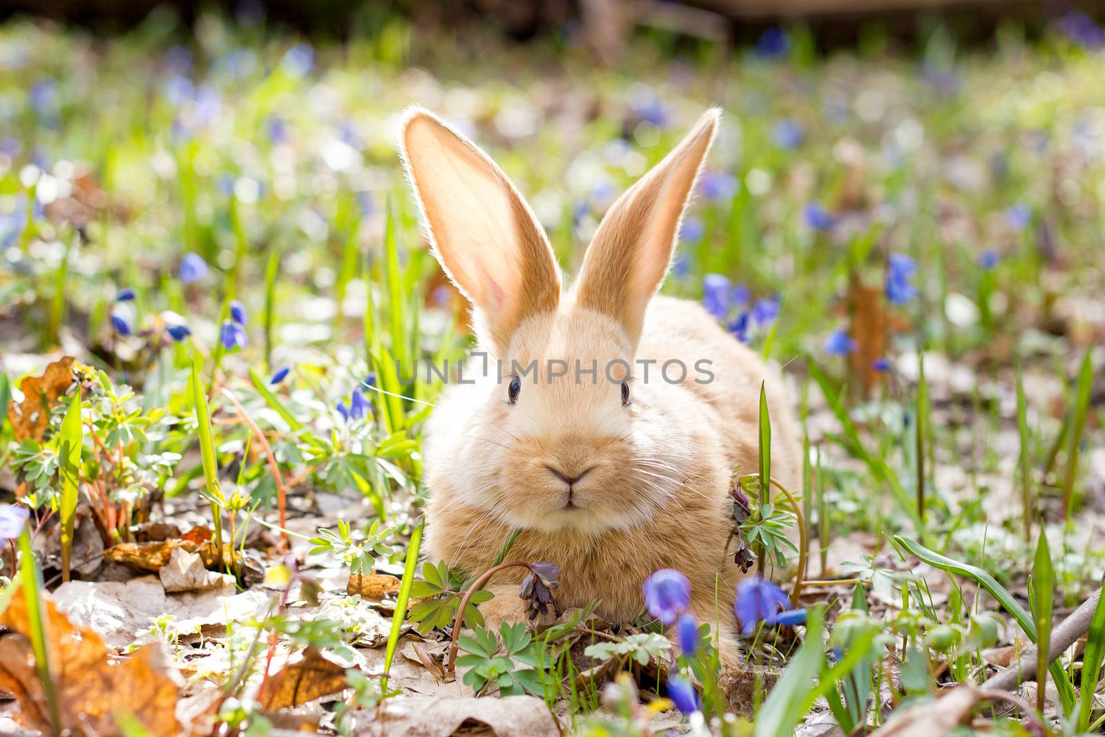 a glade of blue spring flowers with a little fluffy red rabbit, an Easter bunny, a hare on a meadow