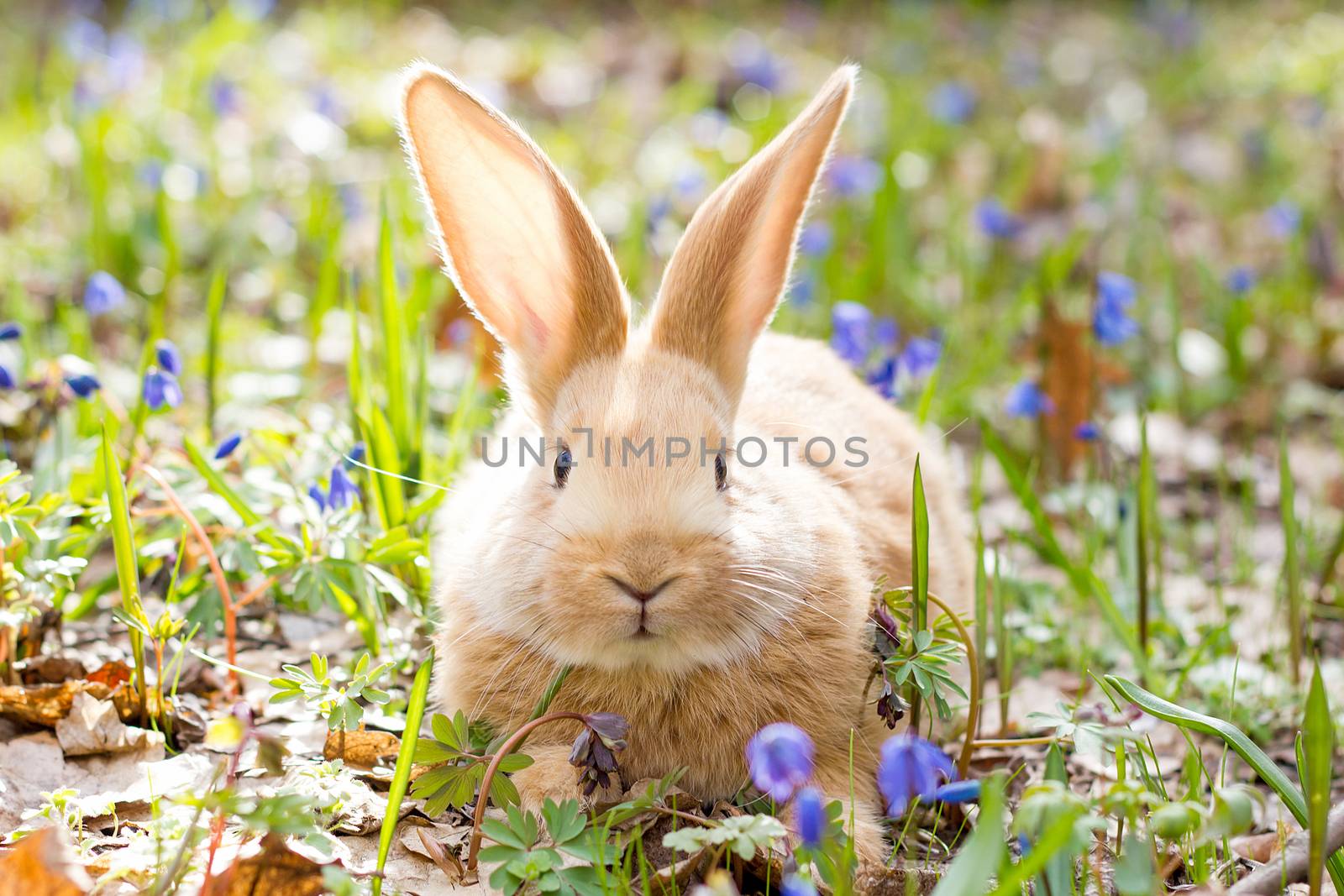 a glade of blue spring flowers with a little fluffy red rabbit, an Easter bunny, a hare on a meadow