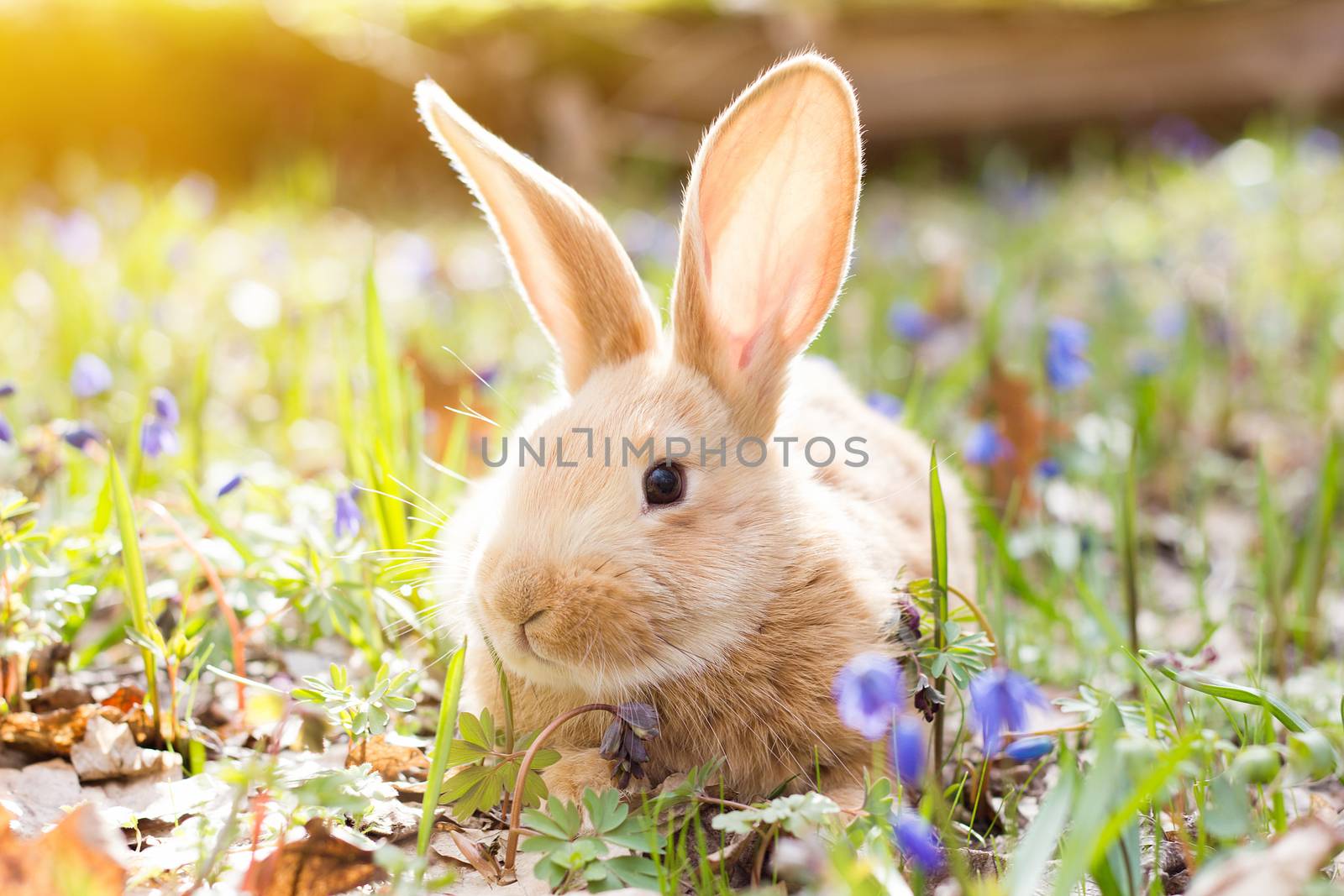 a glade of blue spring flowers with a little fluffy red rabbit, an Easter bunny, a hare on a meadow