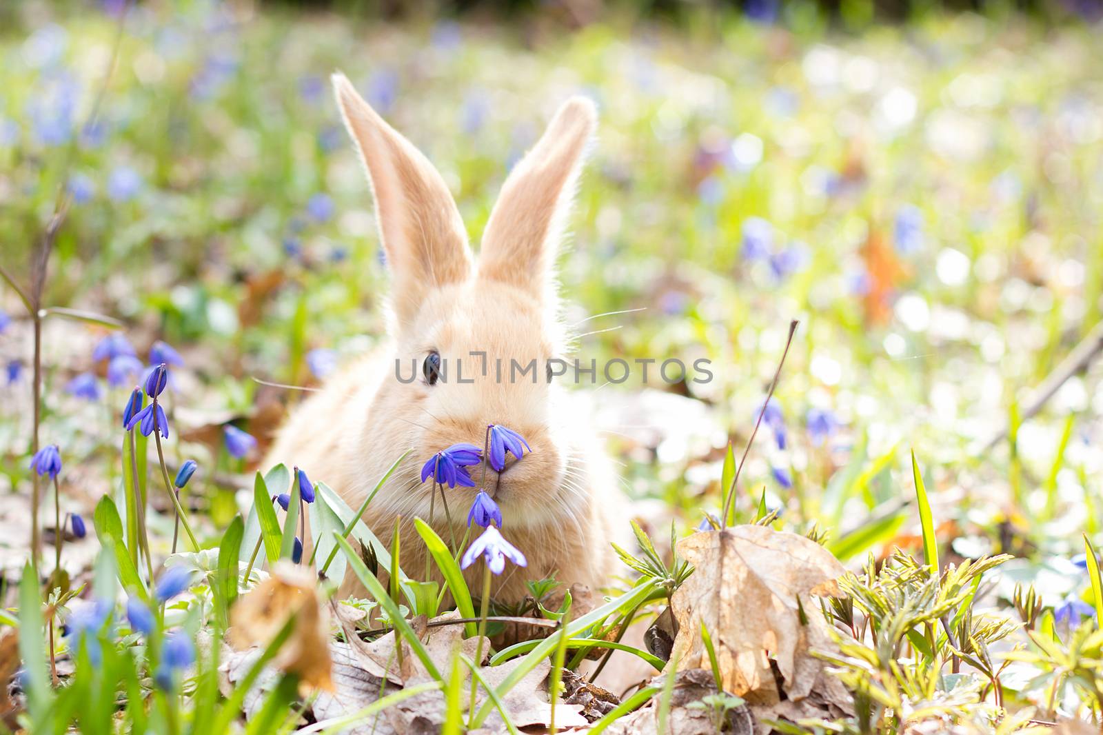 a glade of blue spring flowers with a little fluffy red rabbit, an Easter bunny, a hare on a meadow