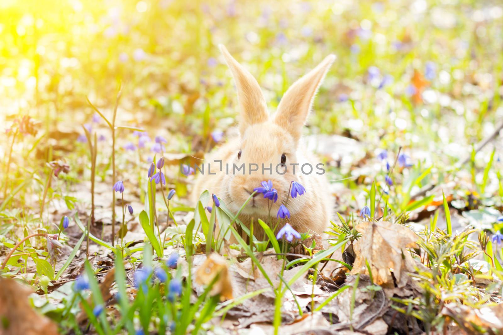 a glade of blue spring flowers with a little fluffy red rabbit, an Easter bunny, a hare on a meadow