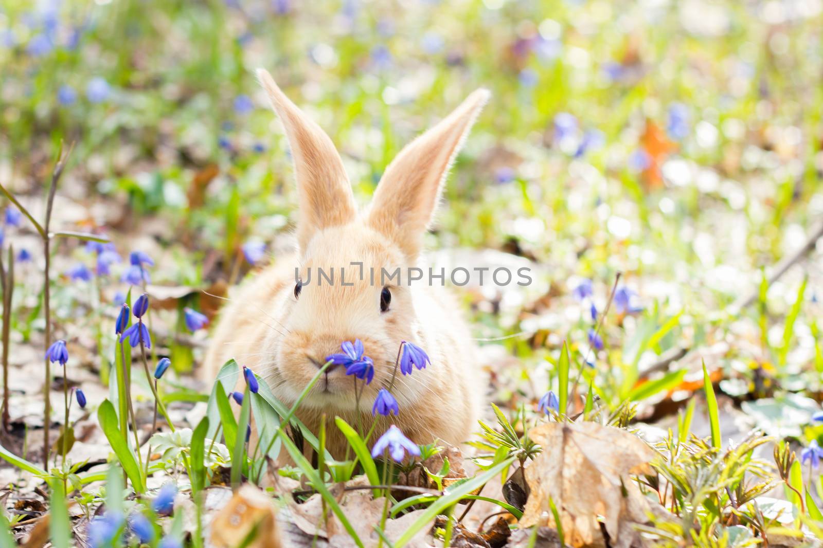 a glade of blue spring flowers with a little fluffy red rabbit, an Easter bunny, a hare on a meadow