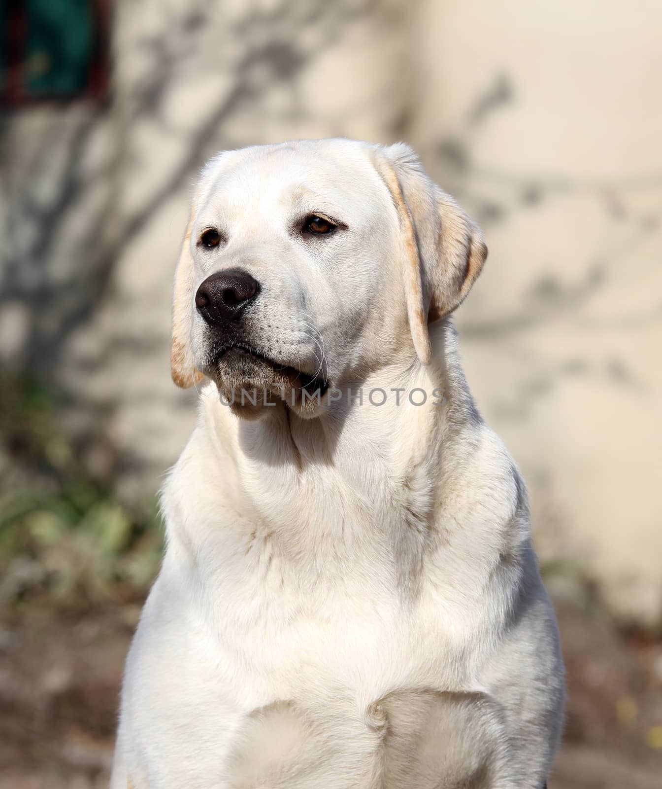 the yellow labrador sitting in the park