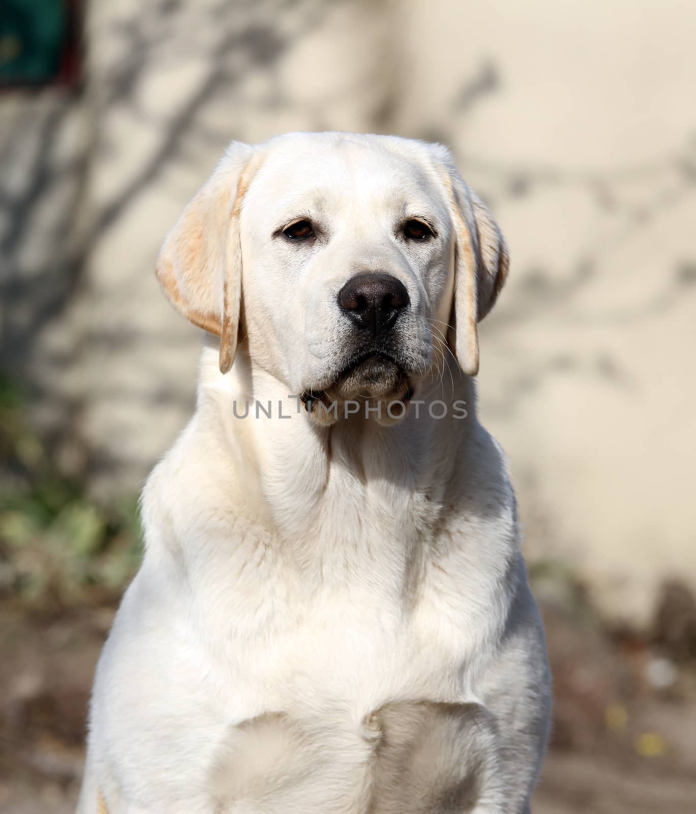 a yellow labrador sitting in the park