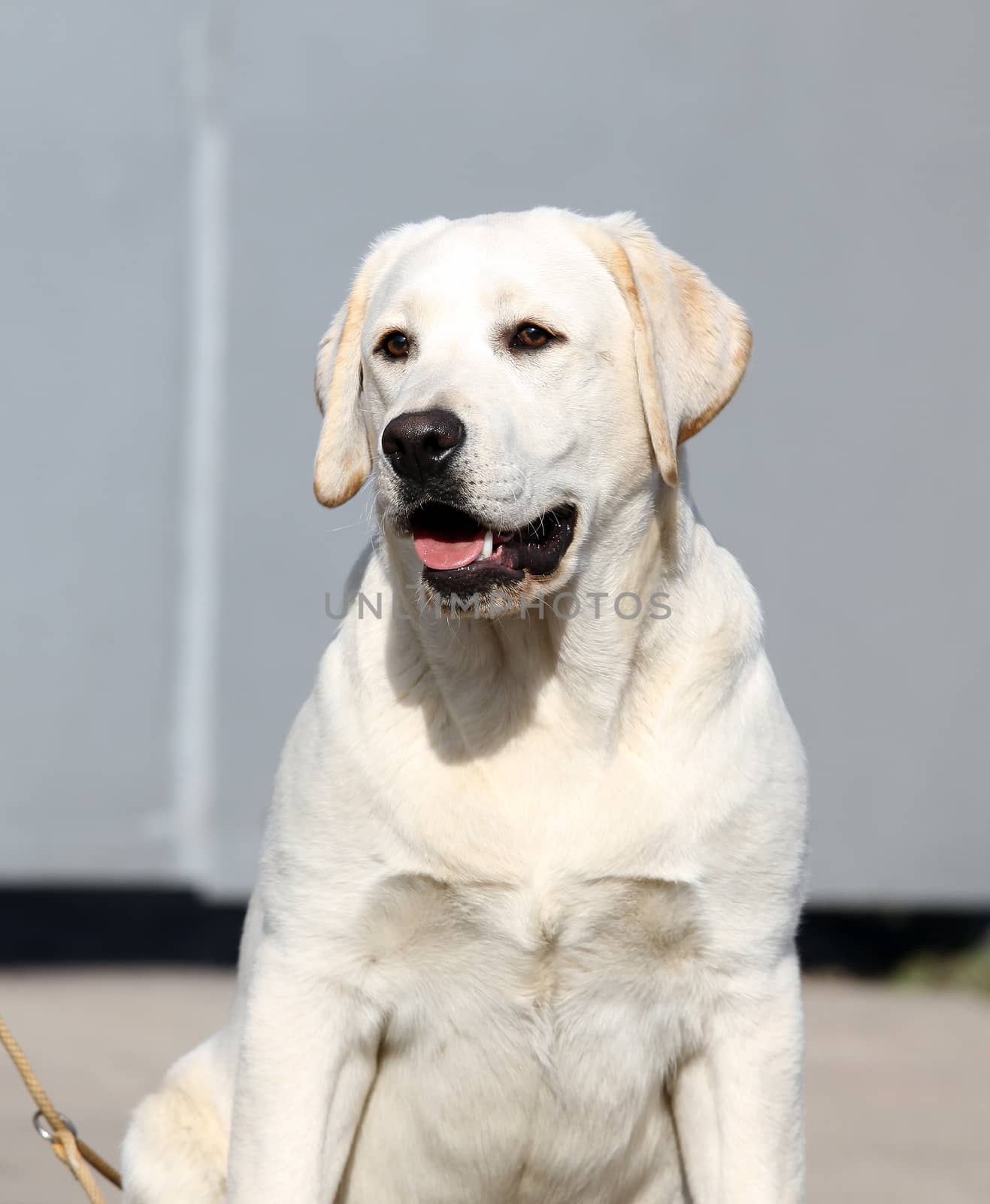 yellow labrador sitting in the park