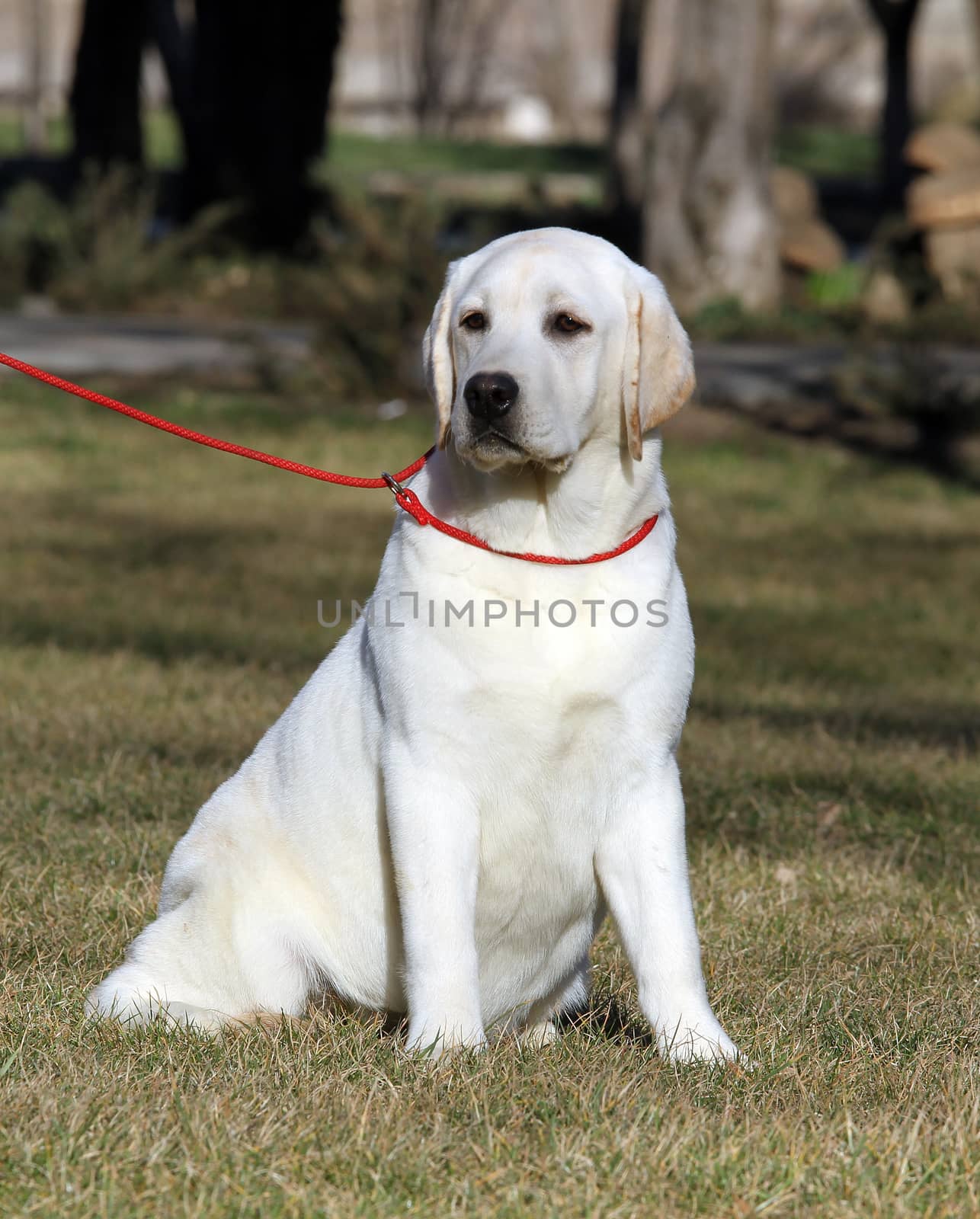 the sweet yellow labrador sitting in the park