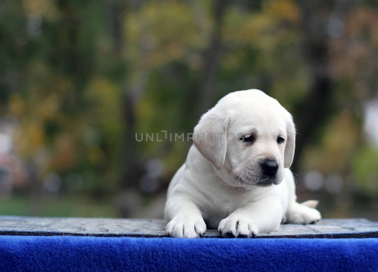 the little yellow labrador puppy sitting on blue background