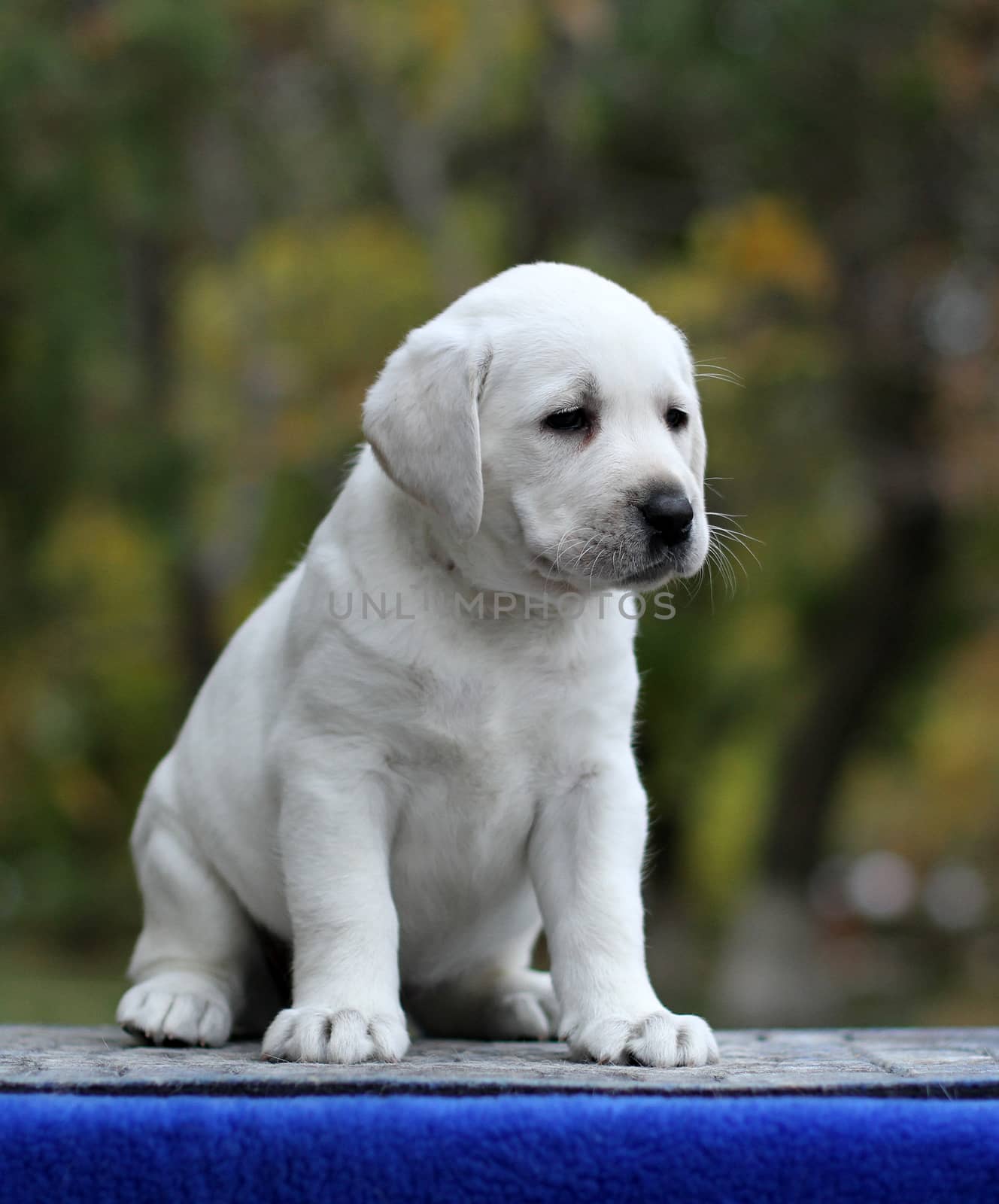 little yellow labrador puppy sitting on blue background