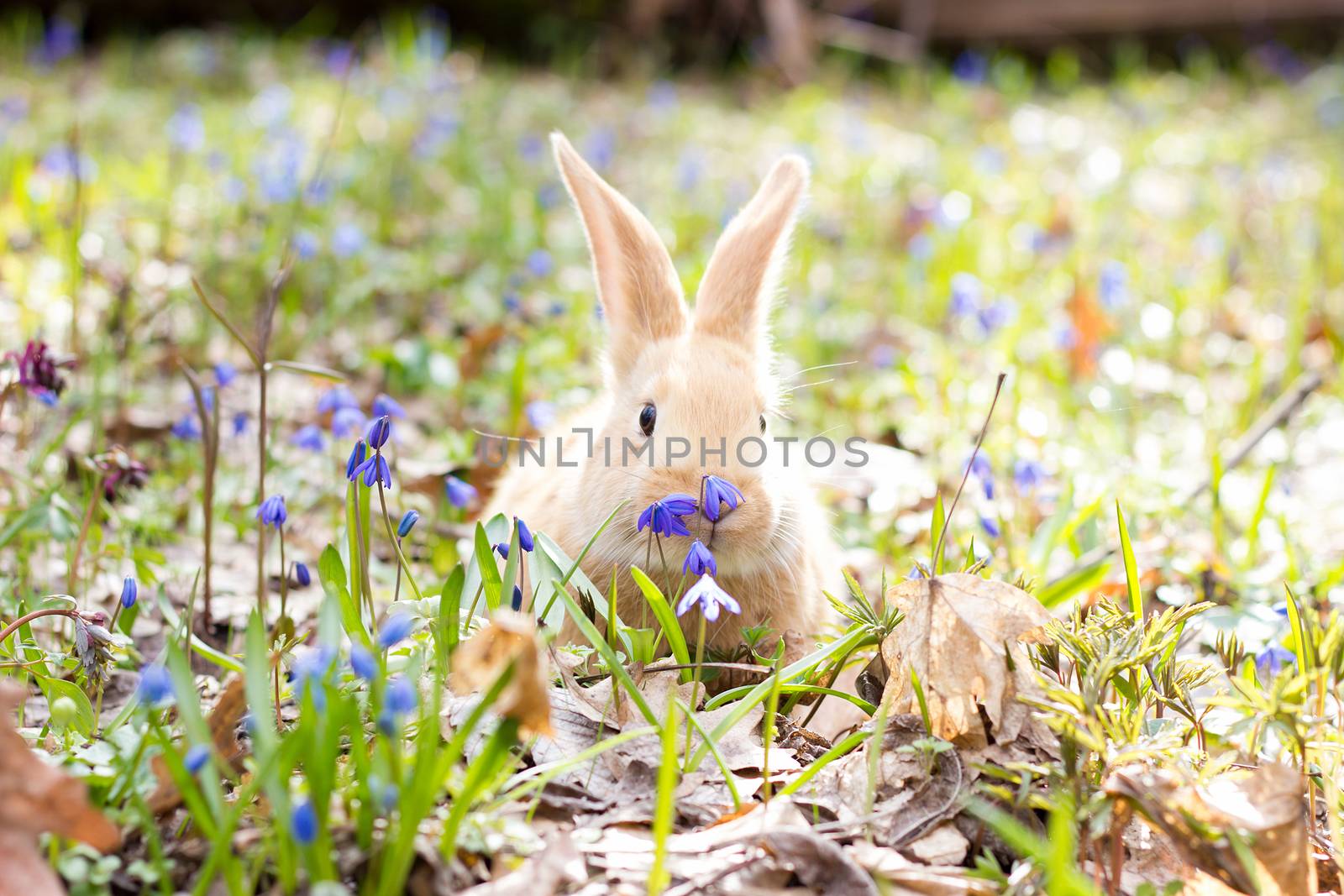 a glade of blue spring flowers with a little fluffy red rabbit,  by kasynets_olena