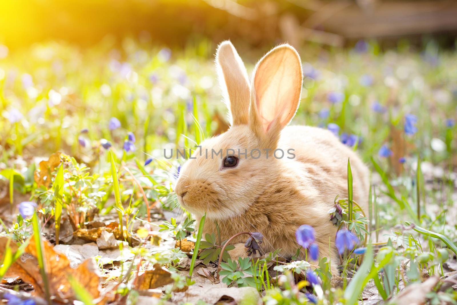 a glade of blue spring flowers with a little fluffy red rabbit, an Easter bunny, a hare on a meadow