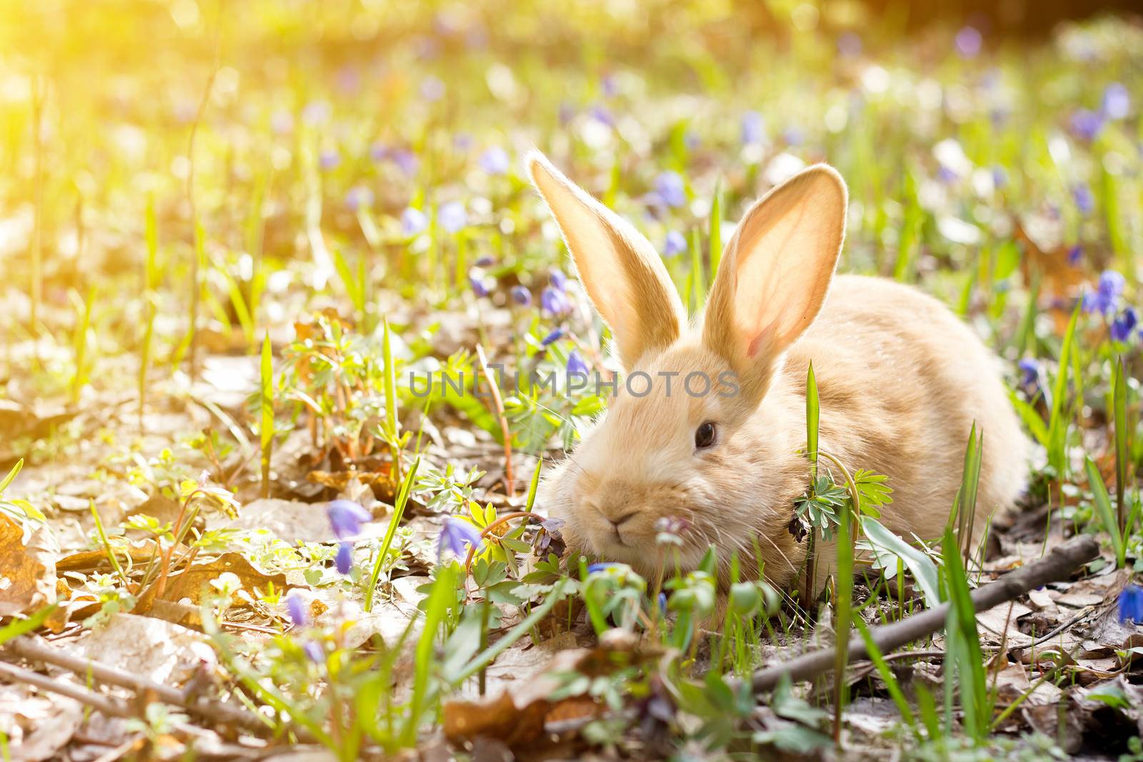 a glade of blue spring flowers with a little fluffy red rabbit,  by kasynets_olena