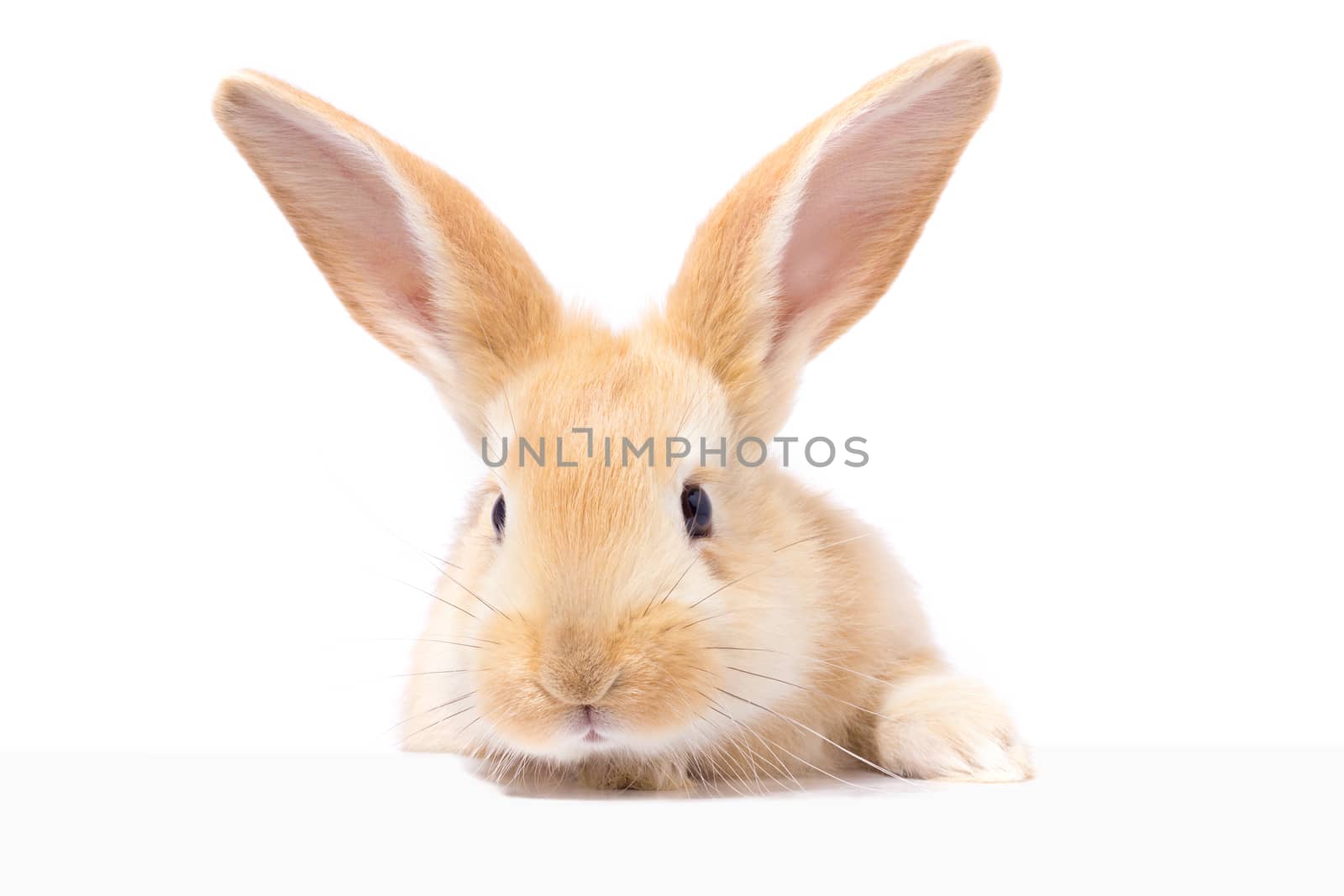 Red fluffy rabbit looks at the sign. Isolated on white background. Easter Bunny. red rabbit for advertising