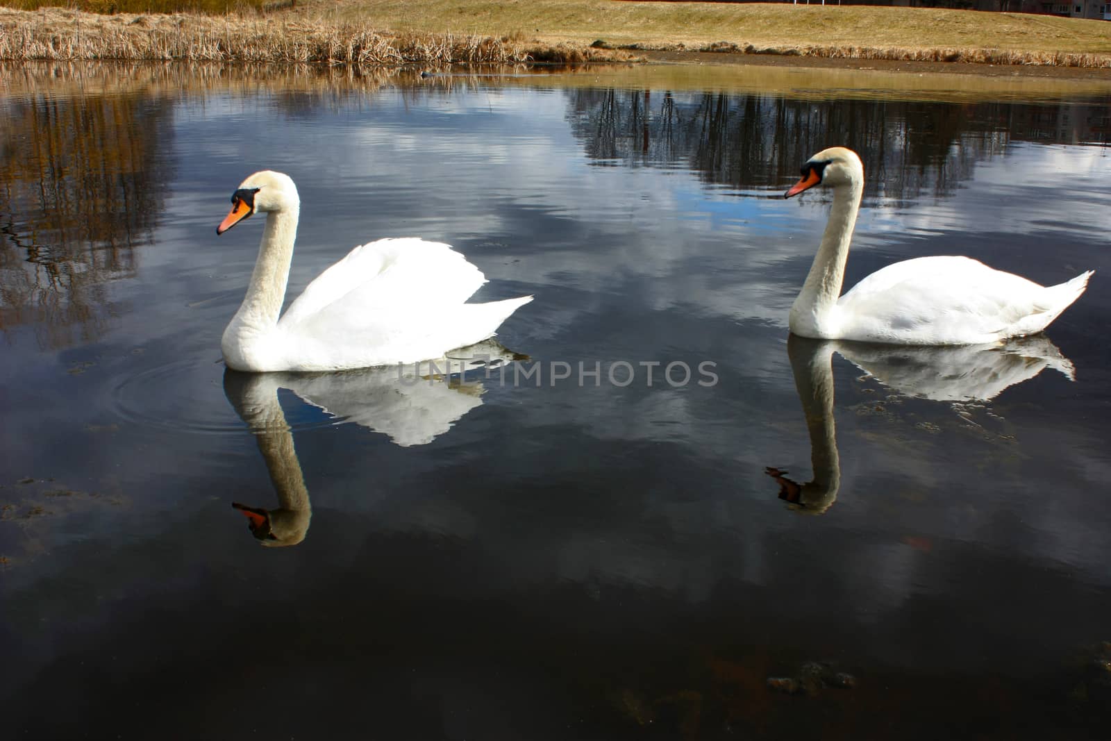 two white swan on the lake, looks at his reflection in the water.