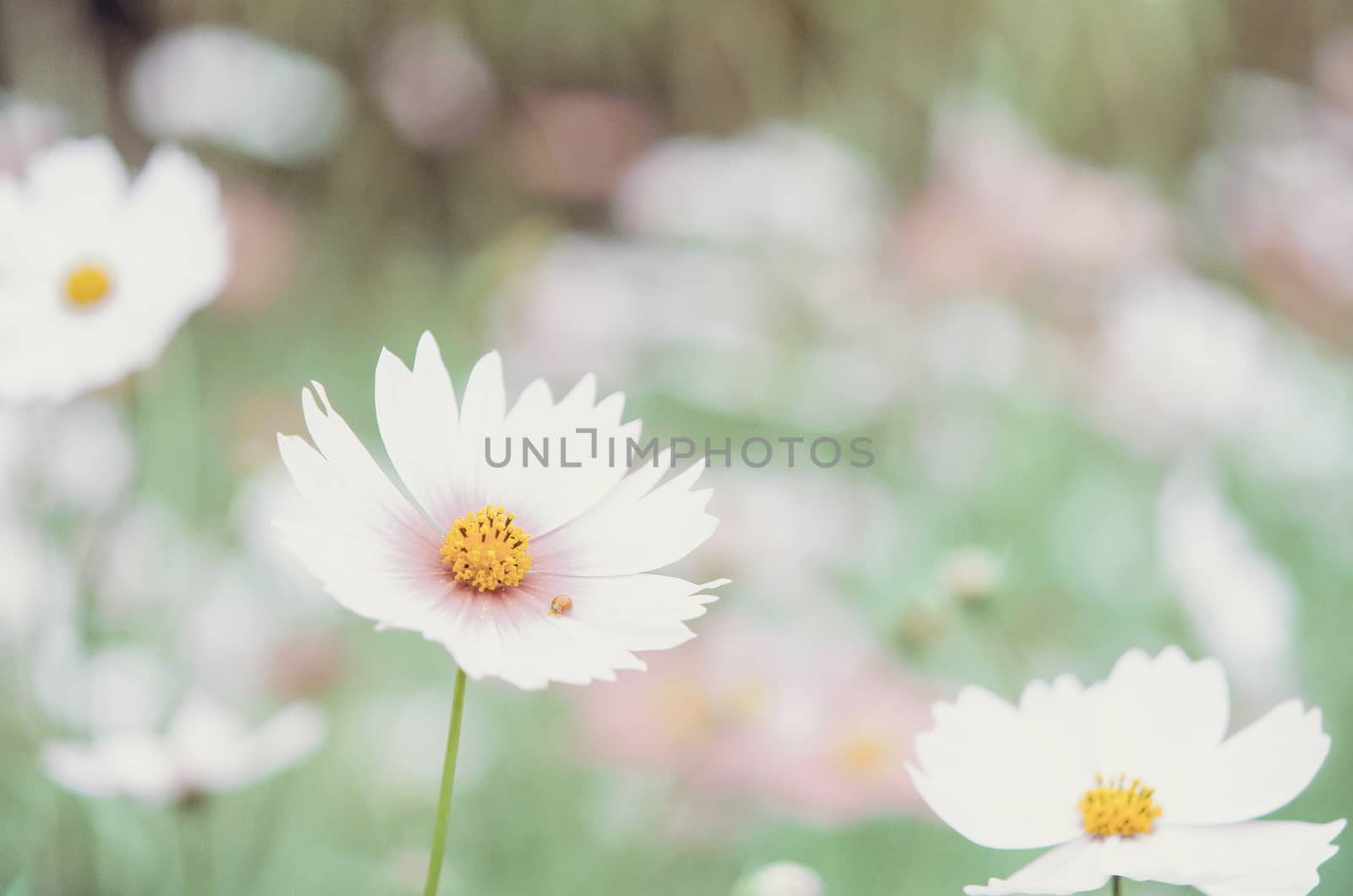 pink cosmos flower  by rakratchada