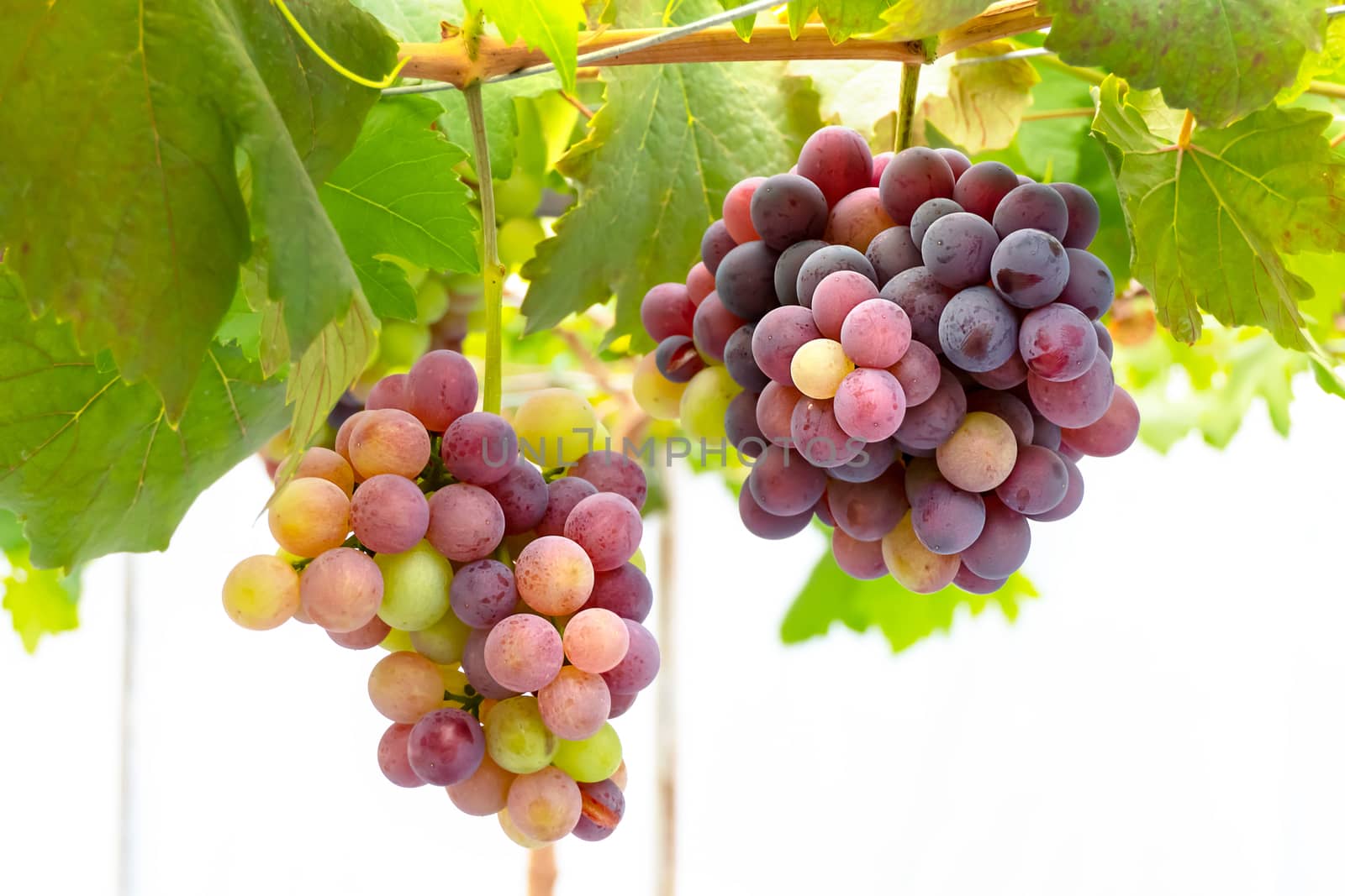 Bunches of Fresh Grapes Hanging from the vineyard