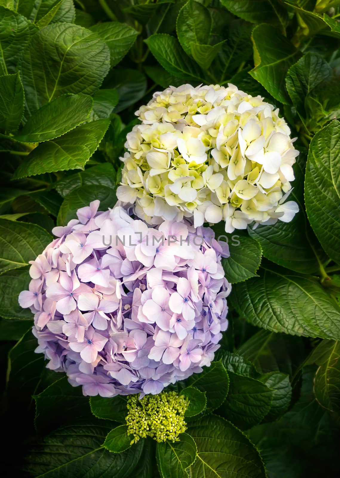 purple and yellow hydrangea or hortensia flower by rakratchada