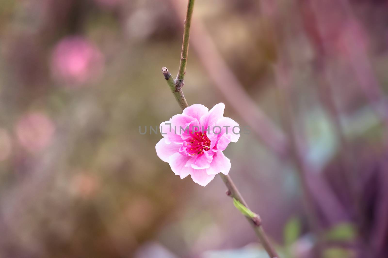 Close up of beautiful pink chinese plum blossom  flower in  
 garden