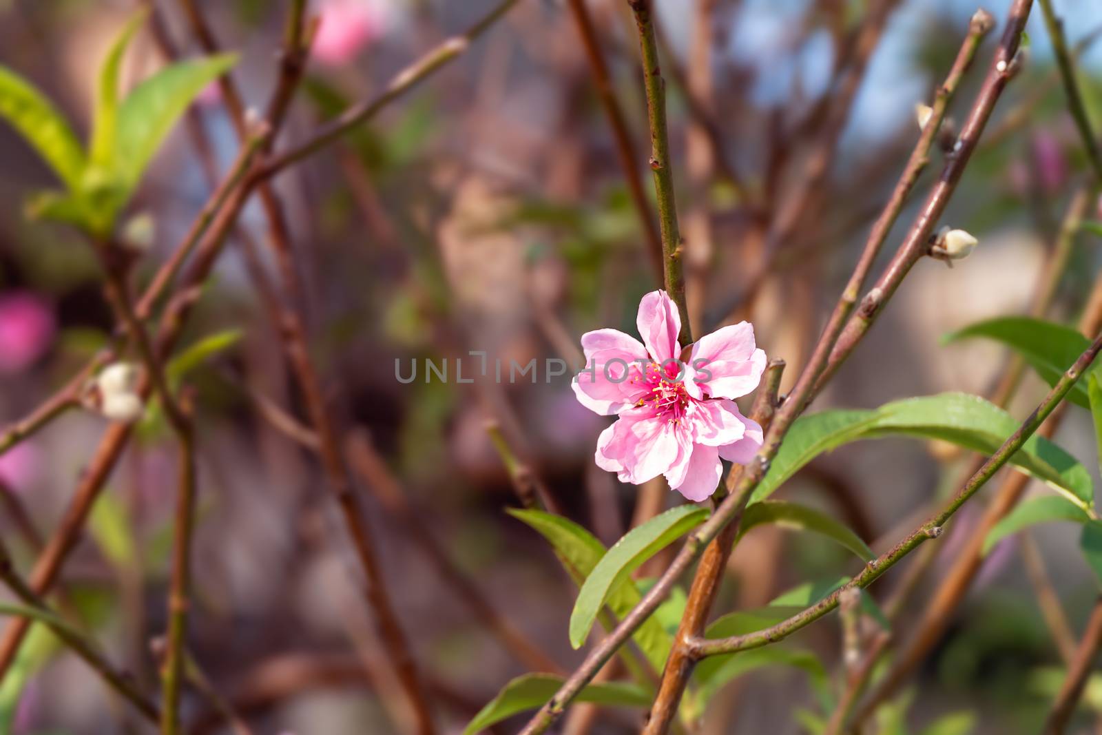 Close up of beautiful pink chinese plum blossom  flower in  
 garden