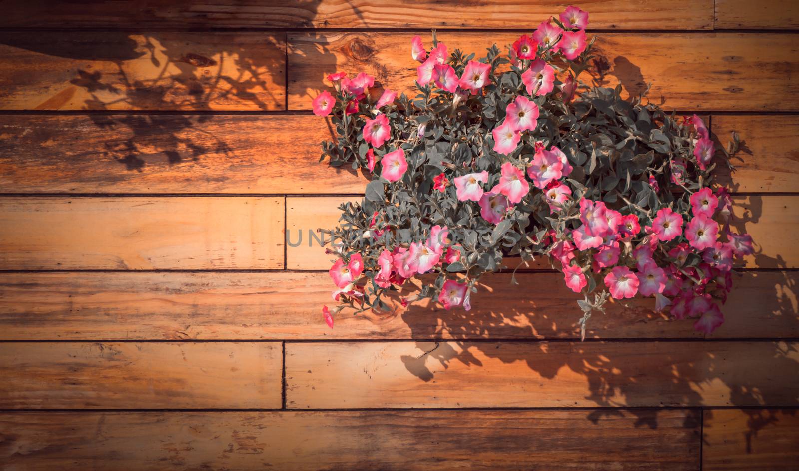 Pink petunia flowers in flower pot on wooden background , hipster tone color