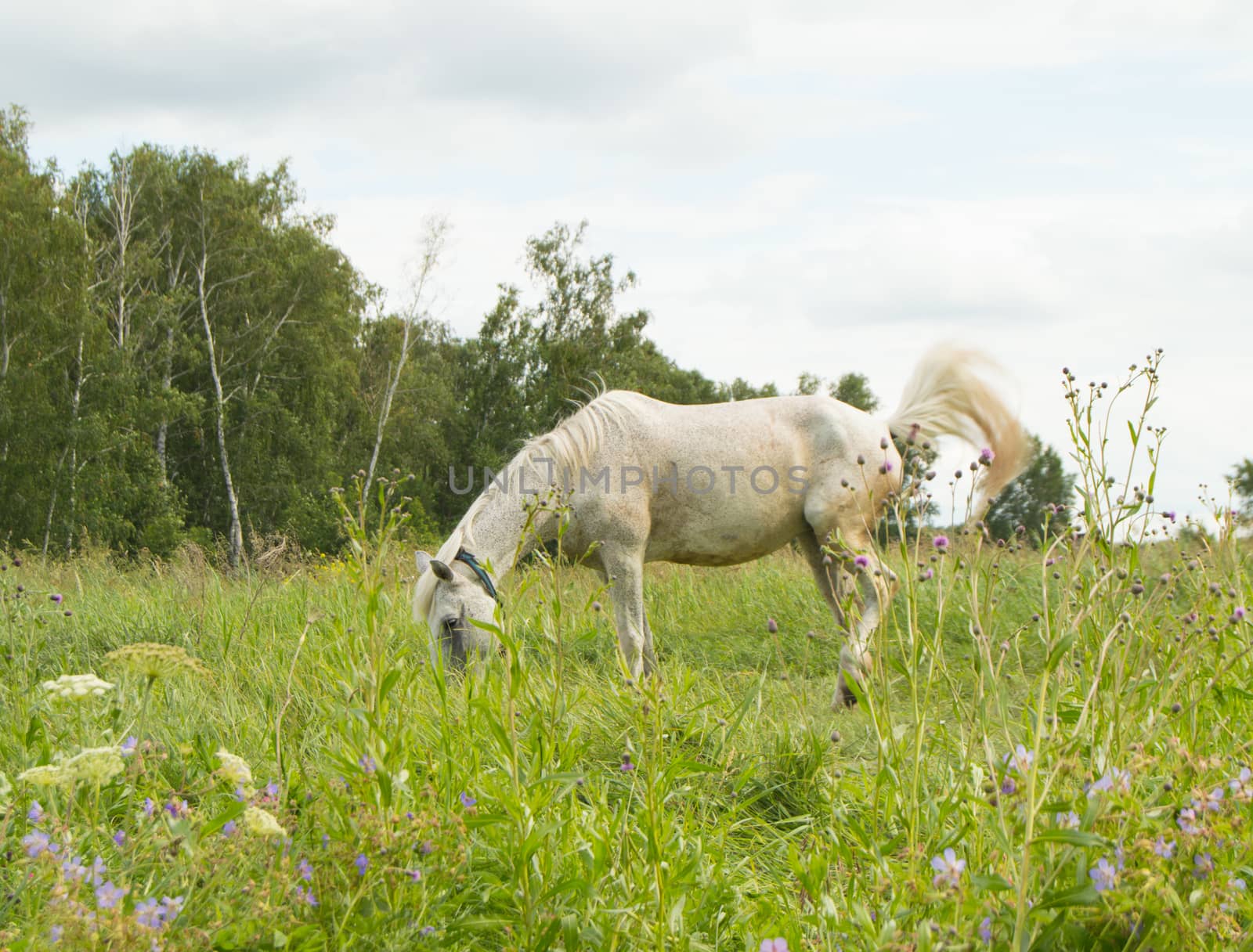 White horse grazing on a green summer pasture in the village.