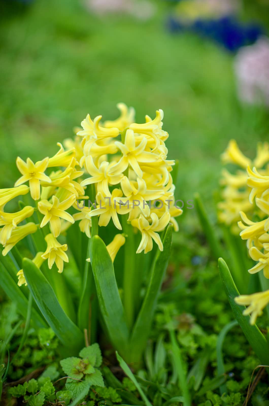 Delicate yellow hyacinths on flower bed growing in nature by kimbo-bo